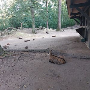 Alpine chamois paddock