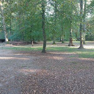 Persian goitered gazelle paddock