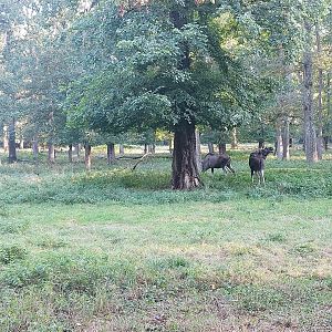 European elk (moose) paddock