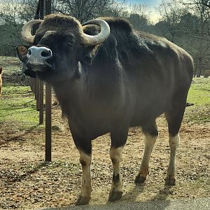 Pine Mountain Safari - Gaur