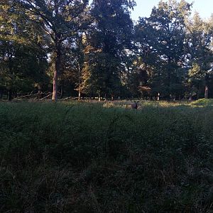 European elk (moose) paddock