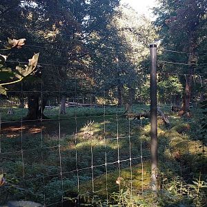 White-lipped deer paddock