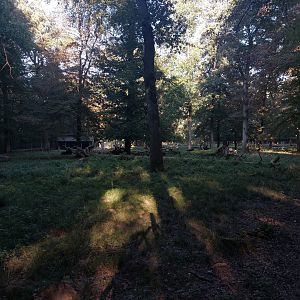 White-lipped deer paddock