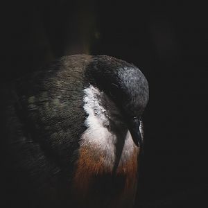 Luzon's Bleeding Heart Dove