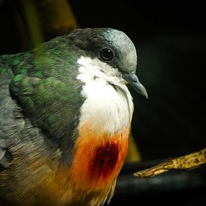 Luzon's Bleeding Heart Dove