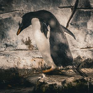 Gentoo Penguin