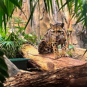 Clouded Leopard