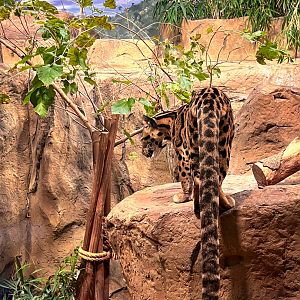 Clouded Leopard