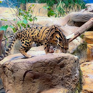 Clouded Leopard