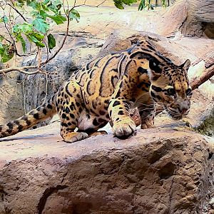 Clouded Leopard