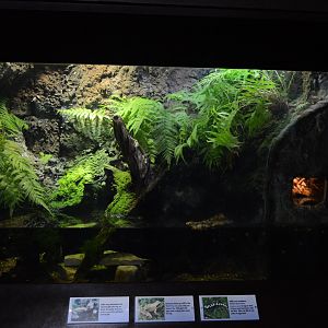 Piedmont and Mountains - Mudpuppy/Frog/Salamander Exhibit