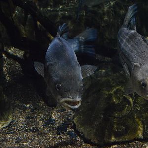 Piedmont and Mountains - Striped Bass (Morone saxatilis)