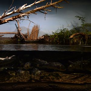 Piedmount and Mountains - James River Exhibit