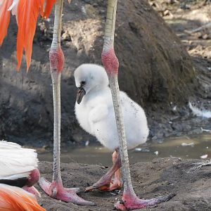 Chilean Flamingo-Phoenicopterus chilensis