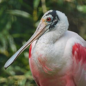Roseate Spoonbill-Platalea ajaja