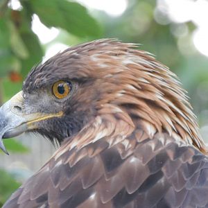 Golden Eagle-Aquila chrysaetos