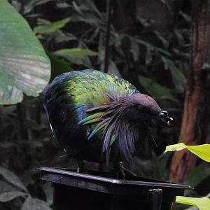 Nicobar Pigeon-Caloenas nicobarica