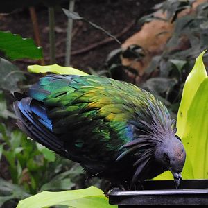 Nicobar Pigeon-Caloenas nicobarica
