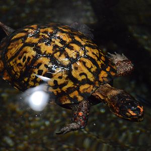 Piedmont and Mountains - Eastern Box Turtle (Terrapene carolina carolina)