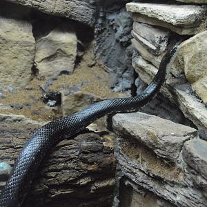 Piedmont and Mountains - Eastern Ratsnake (Pantherophis alleghaniensis)