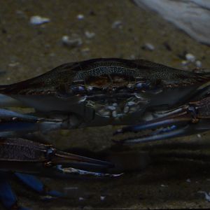 Coastal Plain Gallery - Atlantic Blue Crab (Callinectes sapidus)