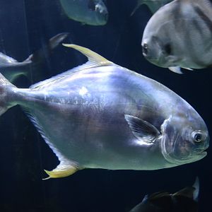 Coastal Plain Gallery - Permit (Trachinotus falcatus)