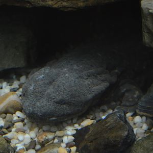 Appalachian Mountain Cove - Eastern Hellbender (Cryptobranchus alleganiensis alleganiensis)