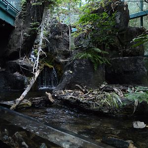 Appalachian Mountain Cove - Scenery and Landscaping