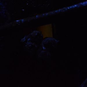 World of Darkness - Southern Flying Squirrel (Glaucomys volans)