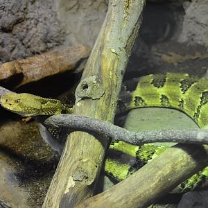 Cypress Swamp - Timber Rattlesnake (Crotalus horridus)