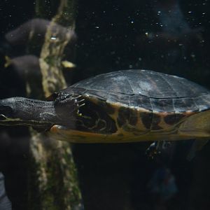 Cypress Swamp - Northern Red-bellied Cooter (Pseudemys rubriventris)