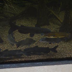 Cypress Swamp - Catfish