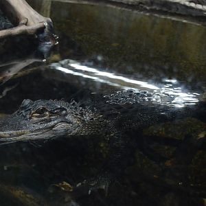 Cypress Swamp - American Alligator (Alligator mississippiensis)