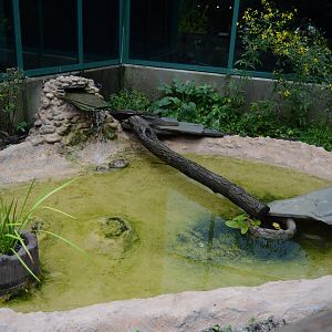 Outdoor Trail - Common Snapping Turtle Exhibit
