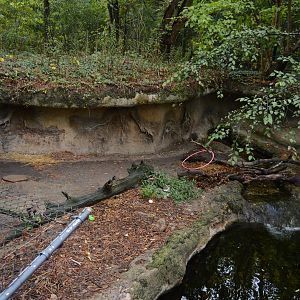 Outdoor Trail - North American River Otter (Lontra canadensis) Exhibit