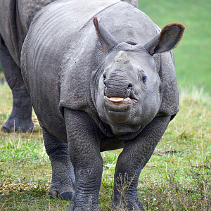 Sep. 2023 - Asian Pastures - Indian Rhinoceros