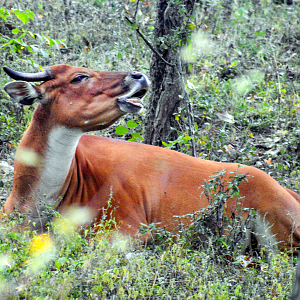 Sep. 2023 - Asian Pastures - Javan Banteng