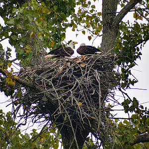 Sep. 2023 - Asian Pastures - Nesting Bald Eagles
