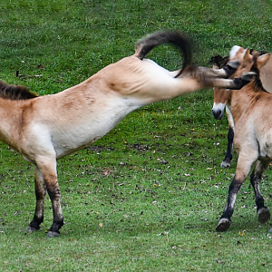 Sep. 2023 - Asian Pastures - Przewalski's Horse Kick