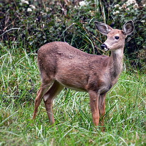Sep. 2023 - White-tailed Deer Fawn
