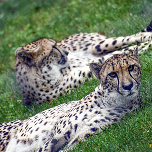 Sep. 2023 - Mid-sized Carnivore Center - Cheetahs