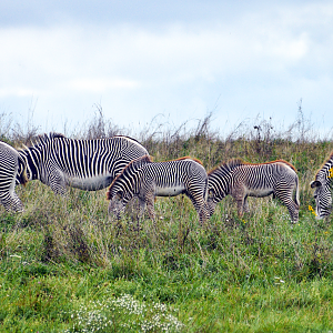 Sep. 2023 - African Pastures - Grevy's Zebras