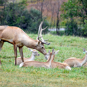 Sep. 2023 - African Pastures - Bactrian Deer