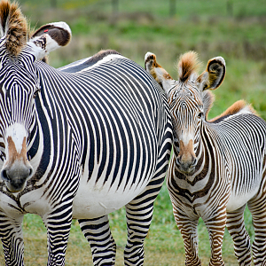 Sep. 2023 - African Pastures - Grevy's Zebras