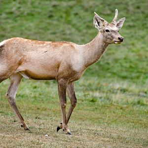 Sep. 2023 - African Pastures - Bactrian Deer