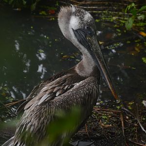 Coastal Plain Aviary - Brown Pelican (Pelecanus occidentalis)