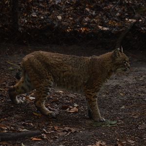 Outdoor Trail - Bobcat (Lynx rufus)