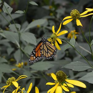 Butterfly Garden - Monarch (Danaus plexippus)