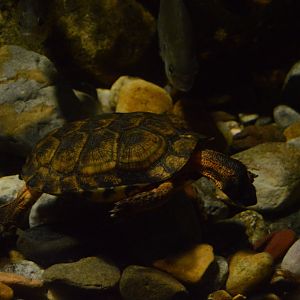 Piedmont and Mountains - Wood Turtle (Glyptemys insculpta)