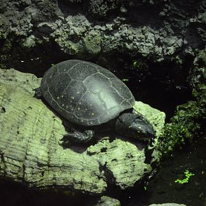 Piedmont and Mountains - Spotted Turtle (Clemmys guttata)